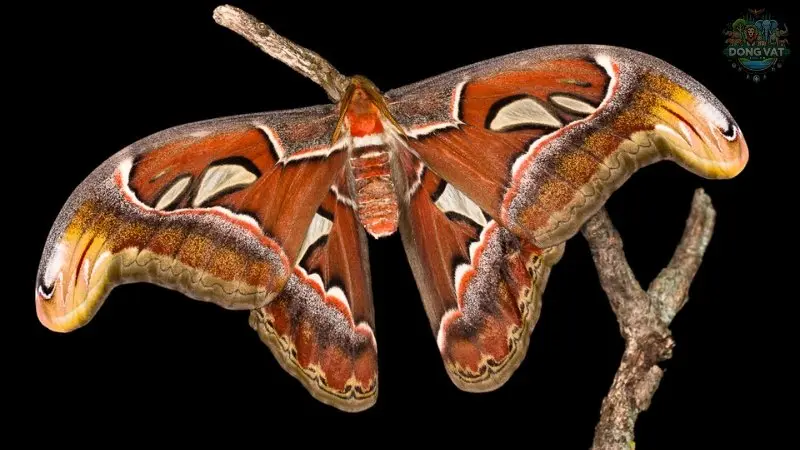 Attacus atlas