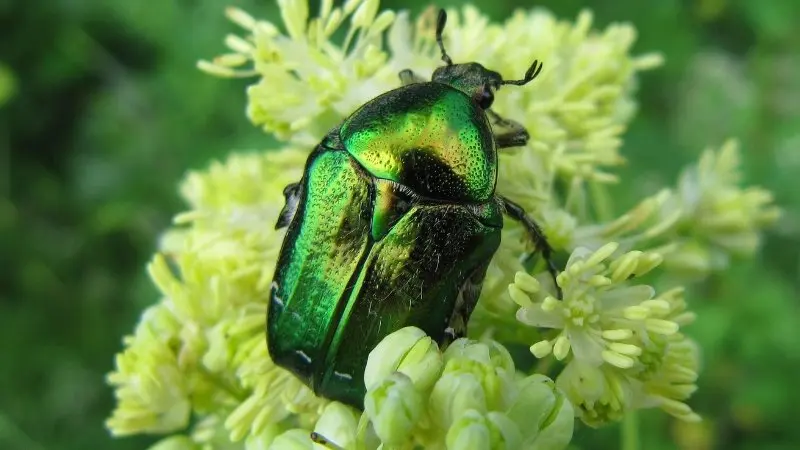 Cetonia aurata