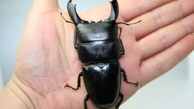 Dorcus titanus