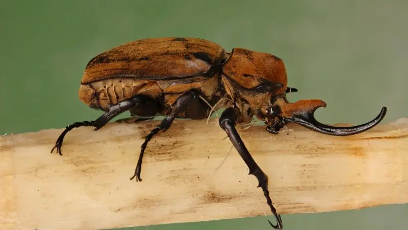 Eupatorus gracilicornis