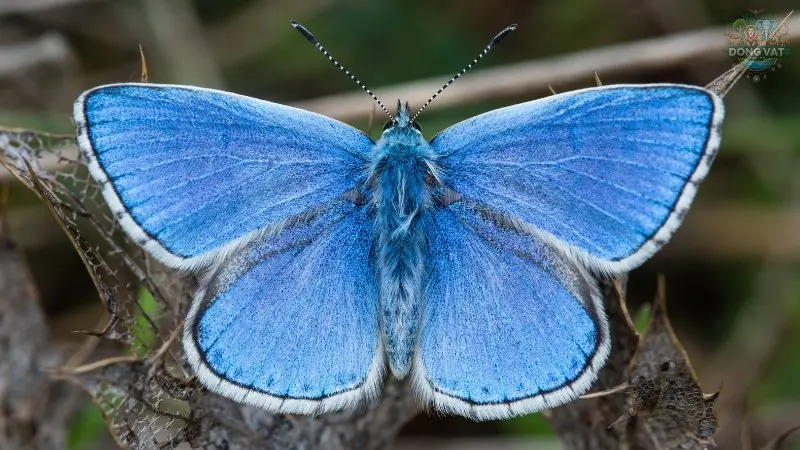 Lysandra Bellargus