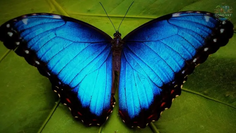 Morpho Peleides