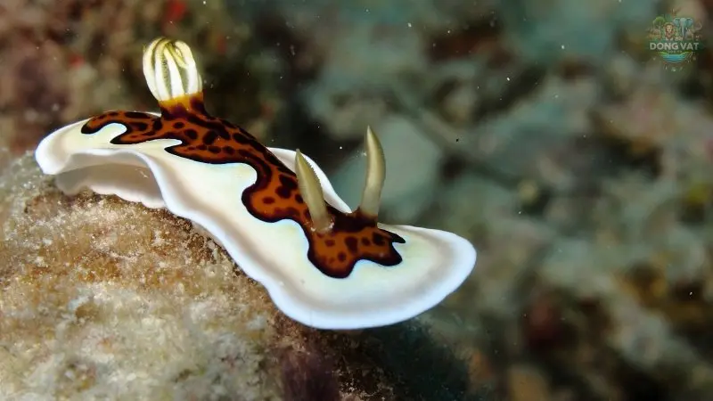 Nudibranchia