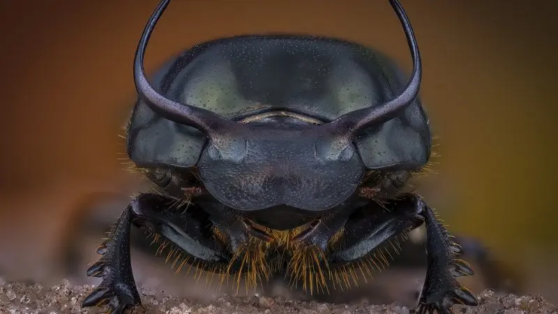 Onthophagus taurus