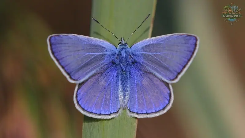 Polommatus Icarus