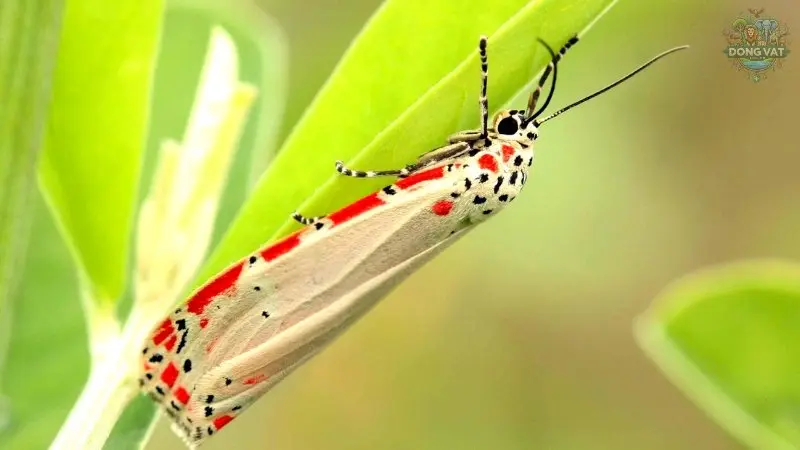 Utetheisa ornatrix