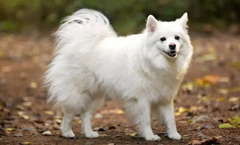 Hình ảnh chó American Eskimo 17