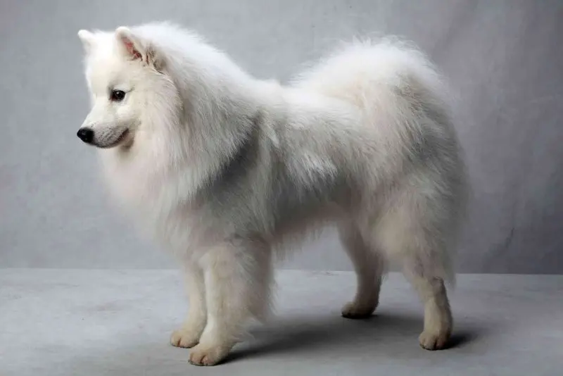 Hình ảnh chó American Eskimo 15