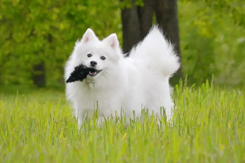 Hình ảnh chó American Eskimo 14