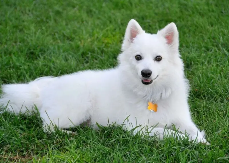 Hình ảnh chó American Eskimo 13