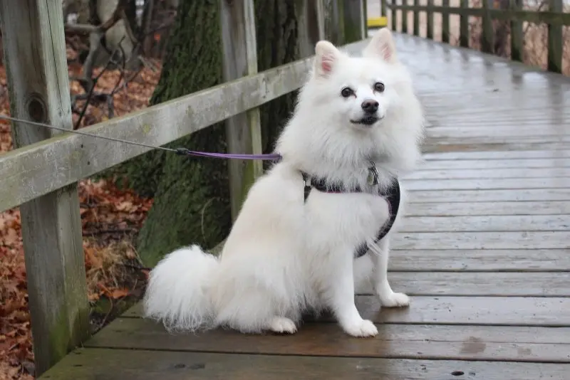 Hình ảnh chó American Eskimo 12