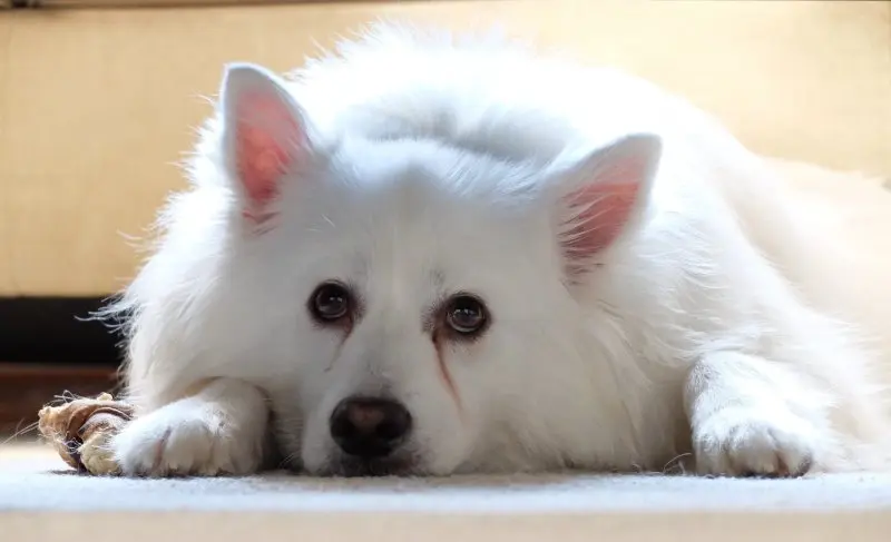 Hình ảnh chó American Eskimo 11