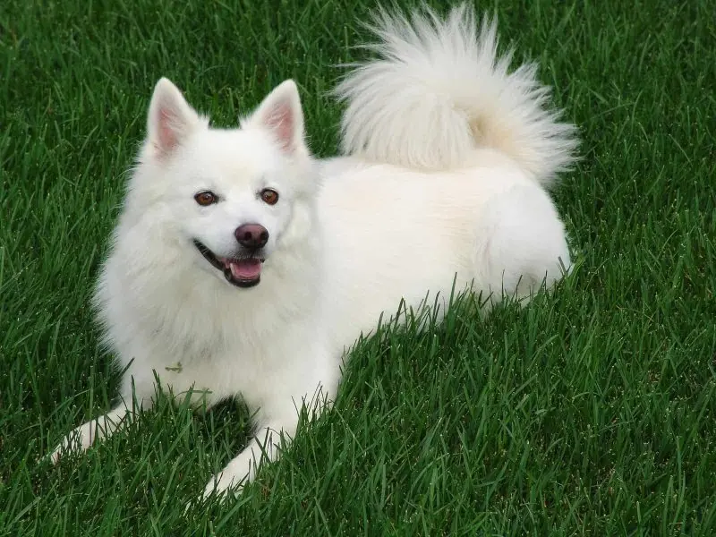 Hình ảnh chó American Eskimo 10