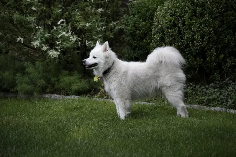 Hình ảnh chó American Eskimo 9