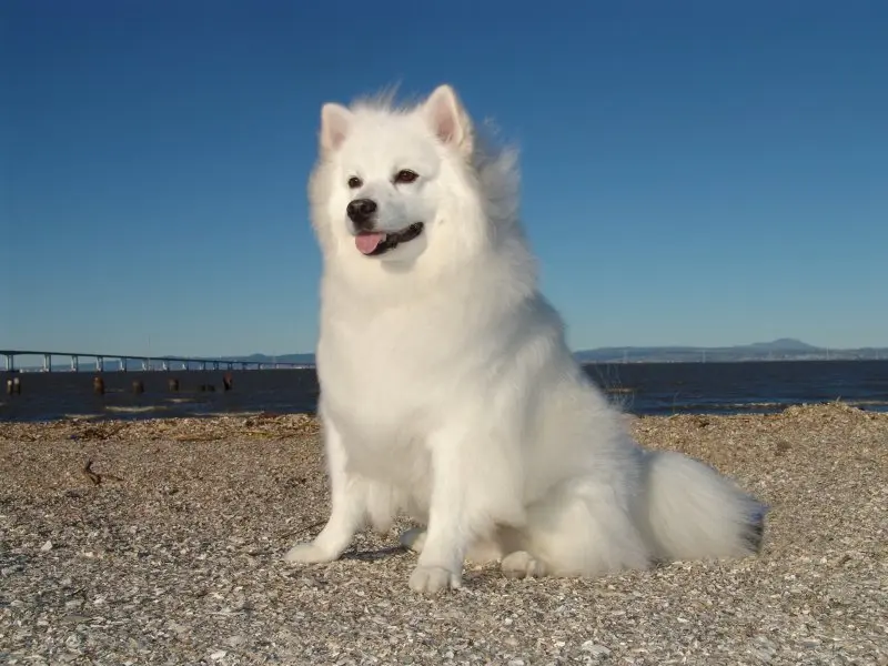 Hình ảnh chó American Eskimo 8