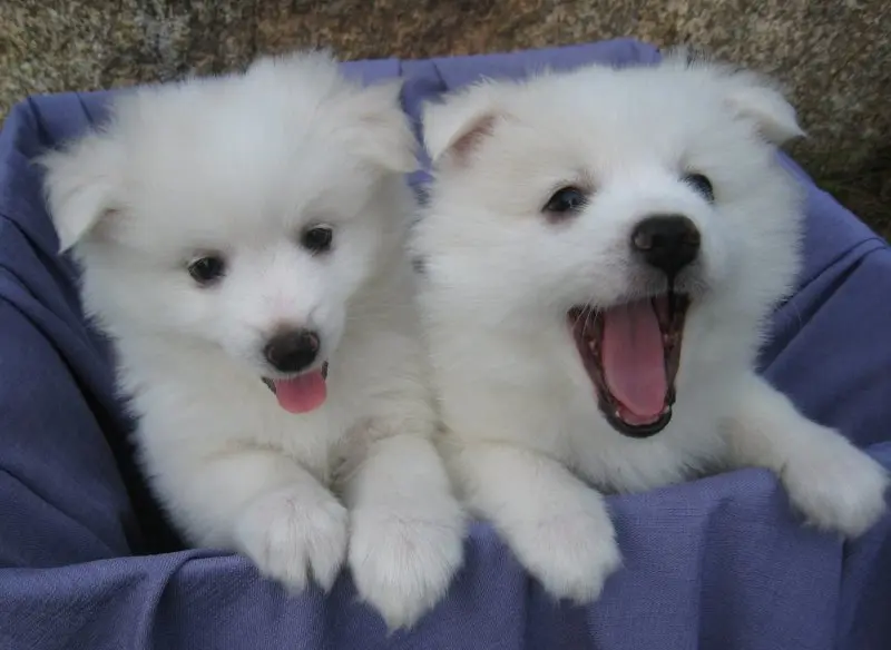 Hình ảnh chó American Eskimo 7