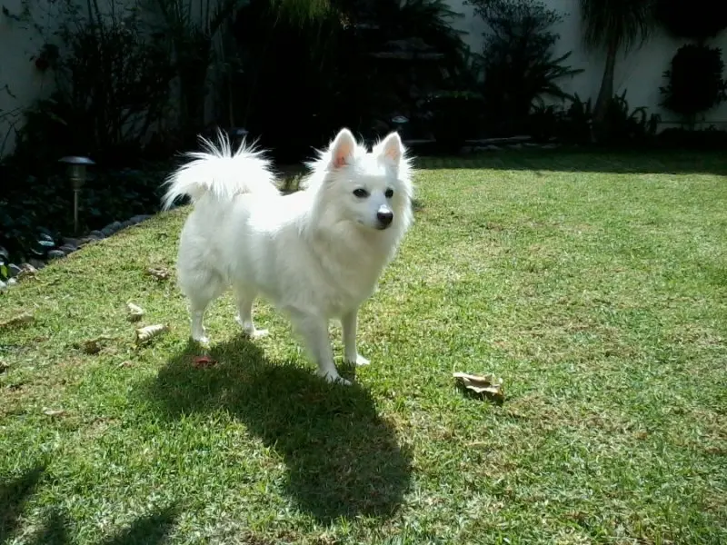 Hình ảnh chó American Eskimo 6