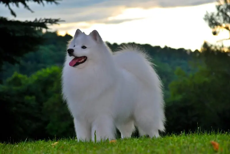 Hình ảnh chó American Eskimo 5