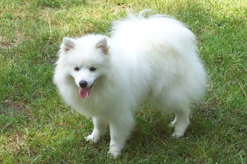 Hình ảnh chó American Eskimo 4