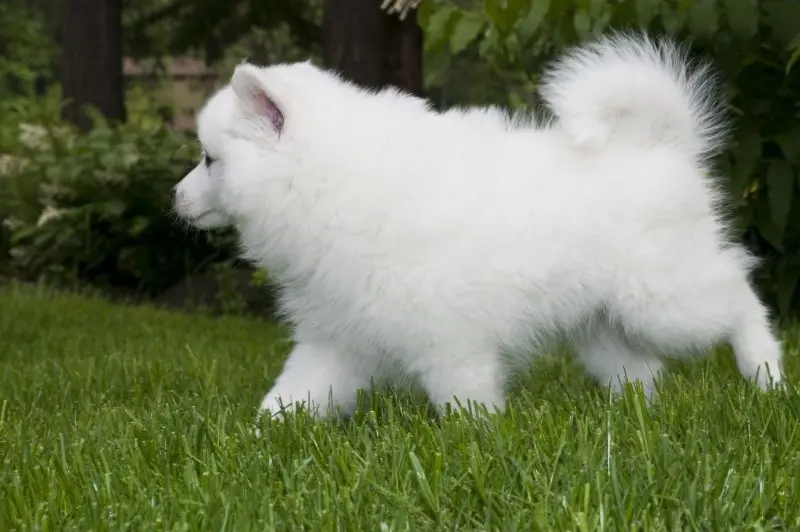 Hình ảnh chó American Eskimo 2