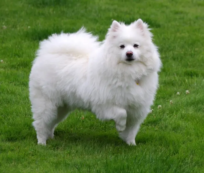 Hình ảnh chó American Eskimo 1