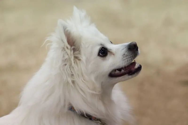 Giá bán chó American Eskimo