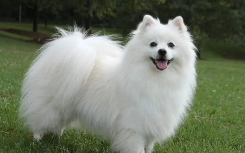 Tuổi thọ và sức khỏe chó American Eskimo