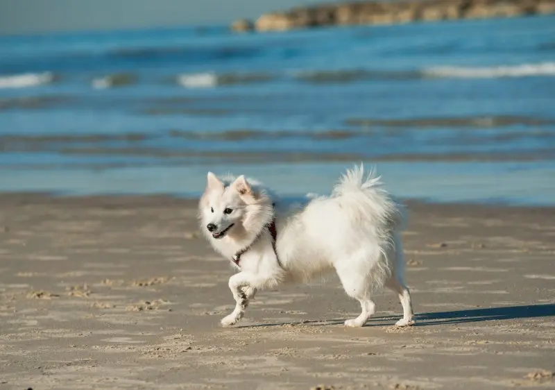 Huấn luyện chó American Eskimo