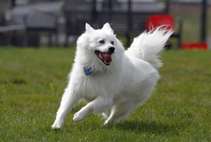 Cách chăm sóc chó American Eskimo 2