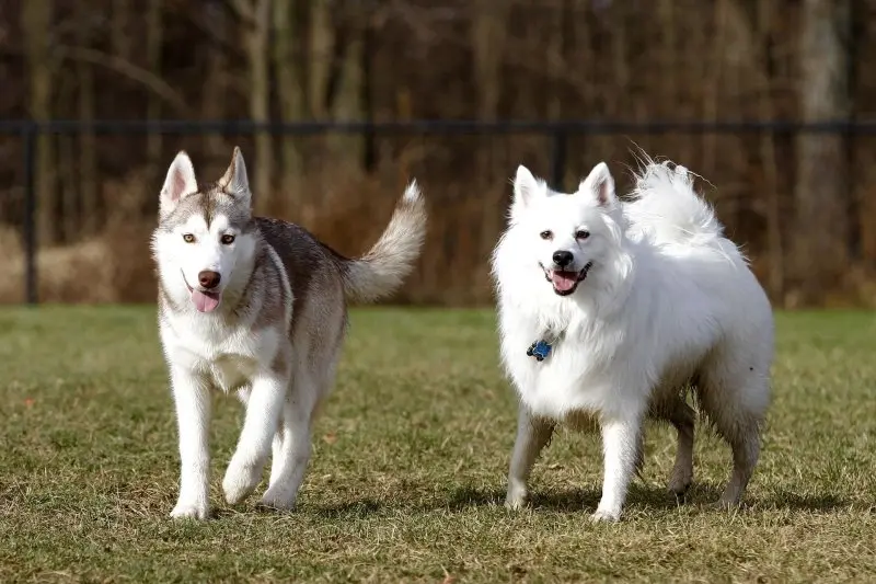 Cách chăm sóc chó American Eskimo 1