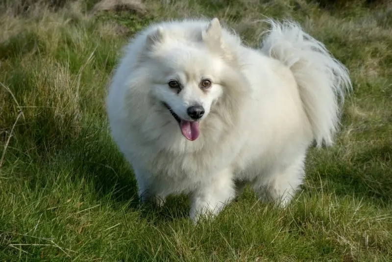 Đặc điểm của chó American Eskimo 2