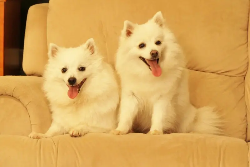 Đặc điểm của chó American Eskimo 1