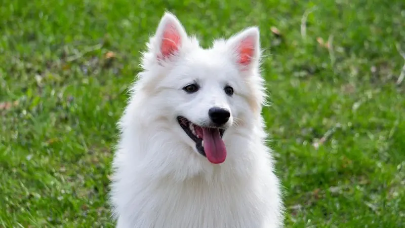 Nguồn gốc chó American Eskimo