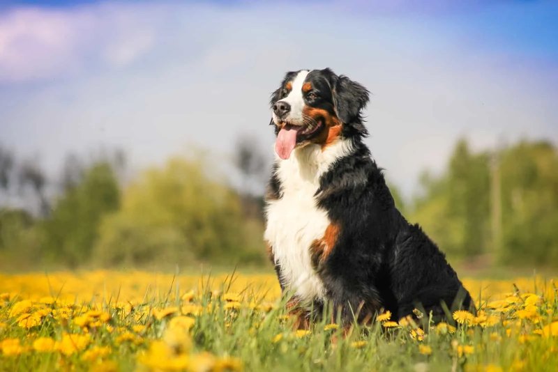 Cách chăm sóc chó Bernese Mountain 1