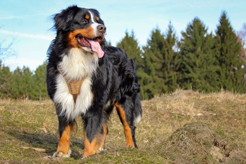 Hình ảnh chó Bernese Mountain 1