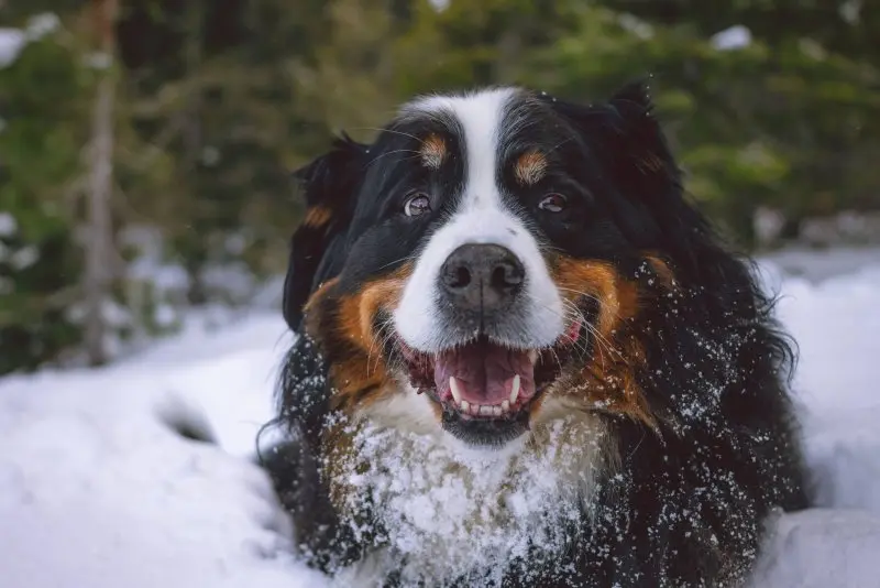 Hình ảnh chó Bernese Mountain 7