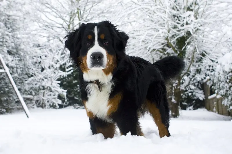 Hình ảnh chó Bernese Mountain 9