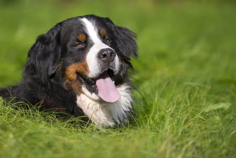 Hình ảnh chó Bernese Mountain 16