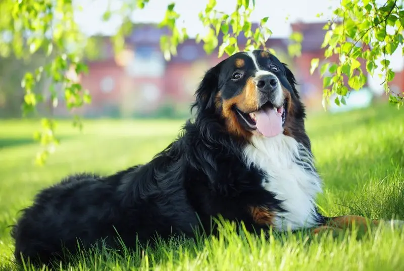 Hình ảnh chó Bernese Mountain 15