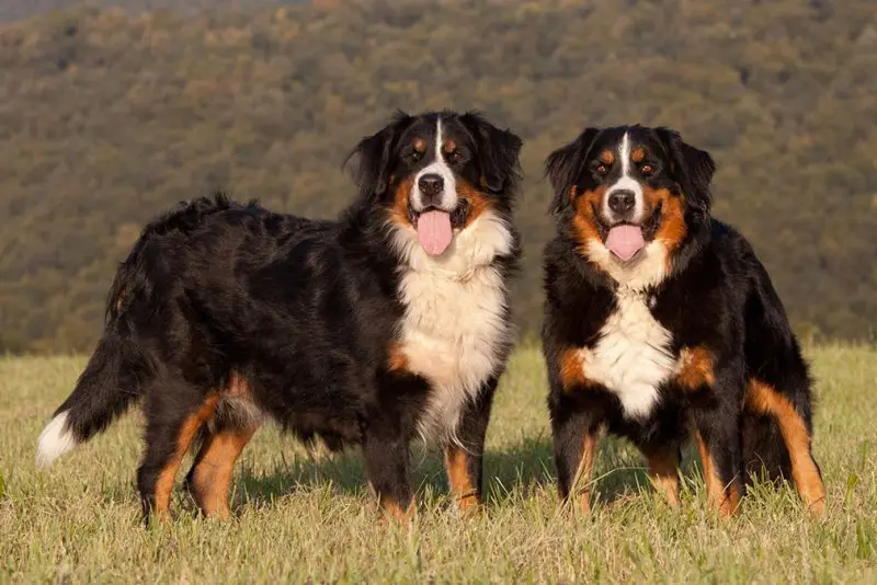 Hình ảnh chó Bernese Mountain 21