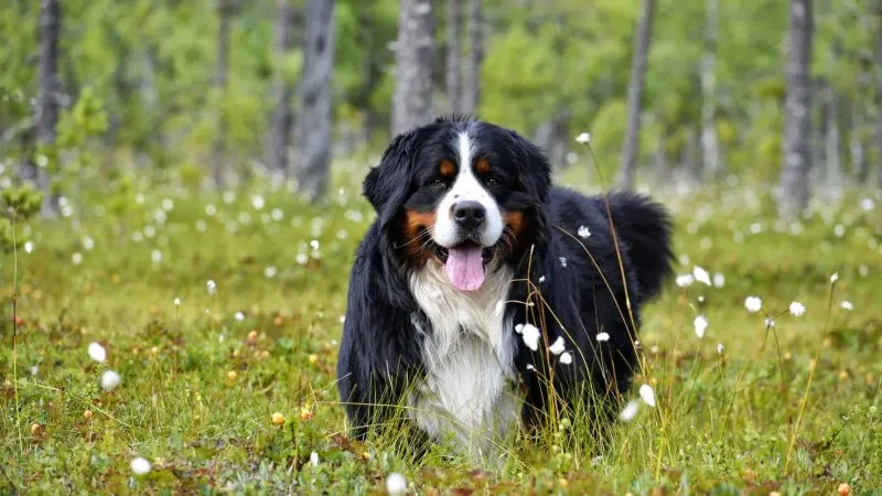 Hình ảnh chó Bernese Mountain 23