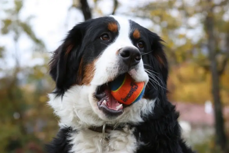 Hình ảnh chó Bernese Mountain 25