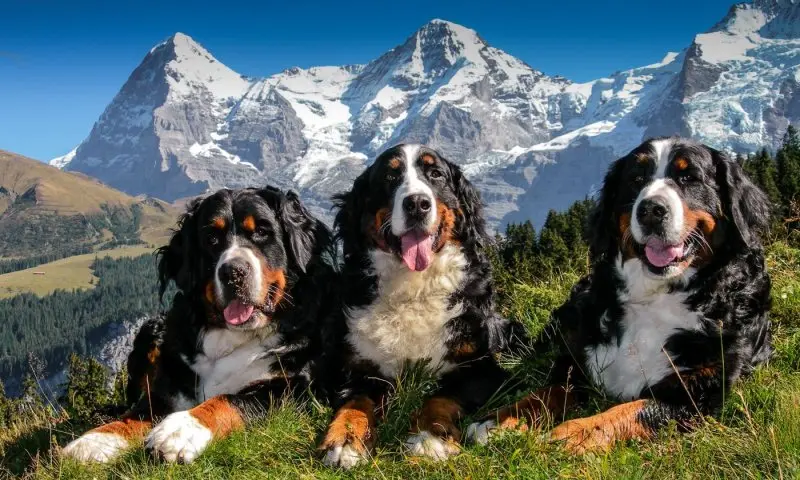 Hình ảnh chó Bernese Mountain 29