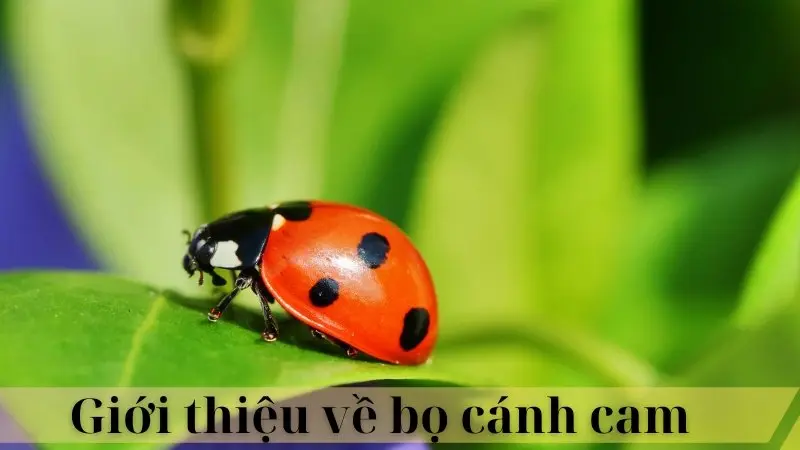 Bọ Cánh Cam 02