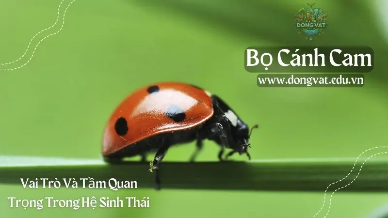 Bọ cánh cam: vai trò và tầm quan trọng trong hệ sinh thái