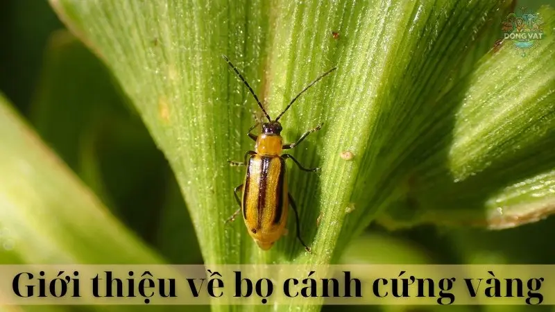 Bọ cánh cứng vàng 02