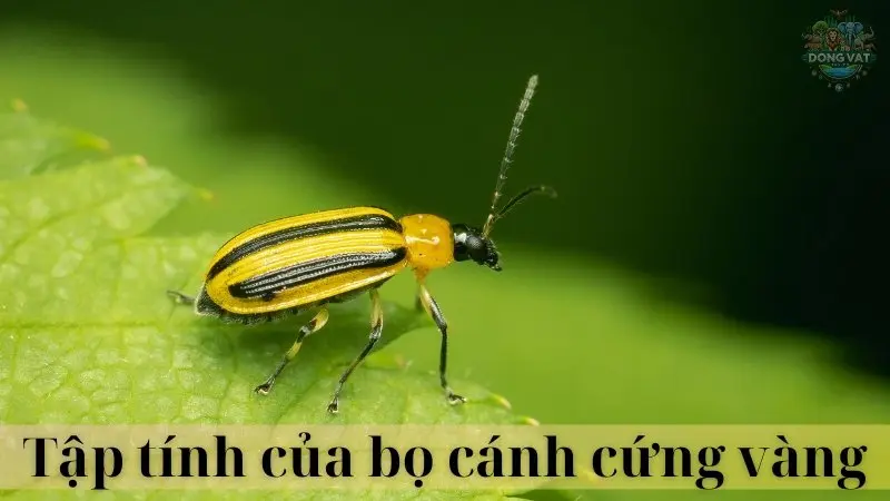 Bọ cánh cứng vàng 04