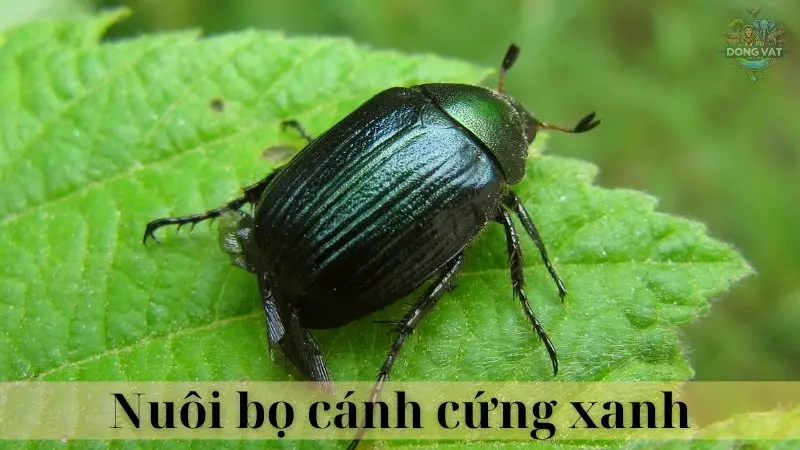 Bọ cánh cứng xanh 04