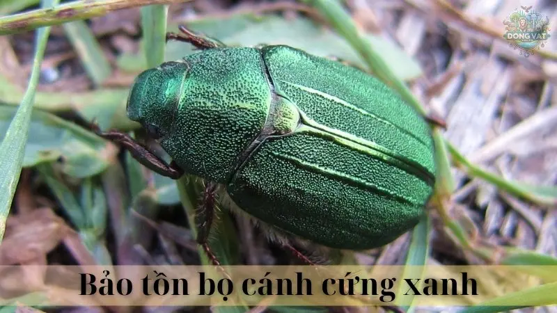 Bọ cánh cứng xanh 05