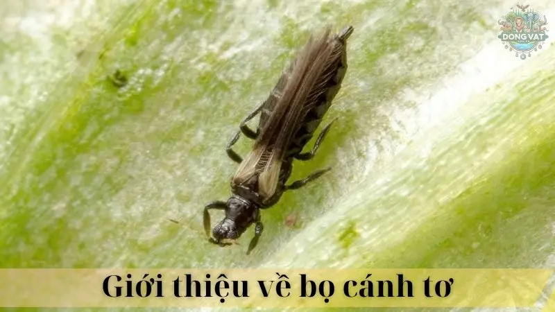 Bọ cánh tơ 02